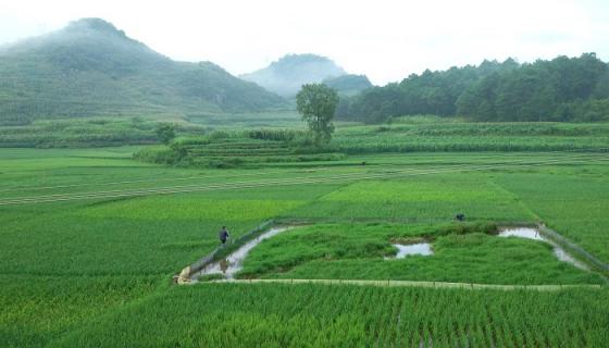 女人梦见给庄稼浇地