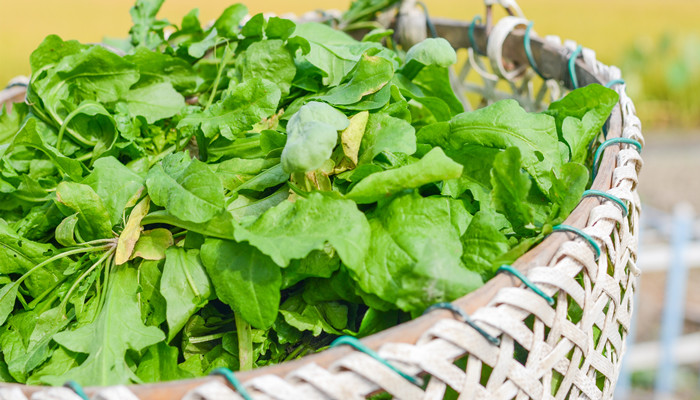 梦见挖野菜没能找到