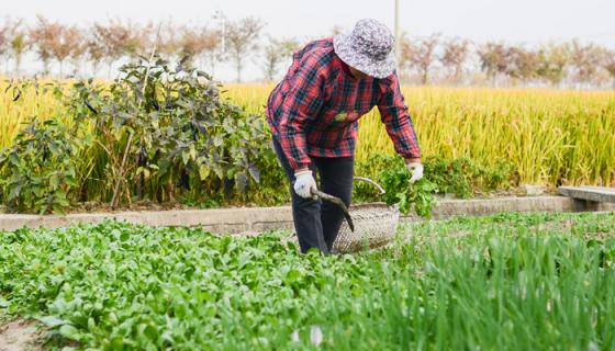 梦见挖野菜没能找到