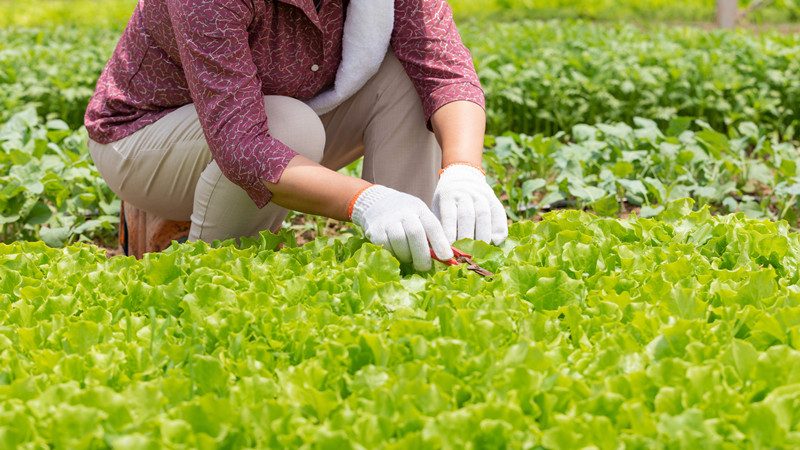 梦见挖好多野菜