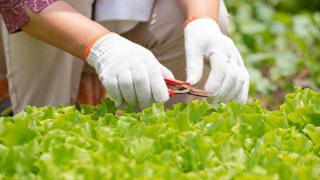 梦见大伯带我挖野菜