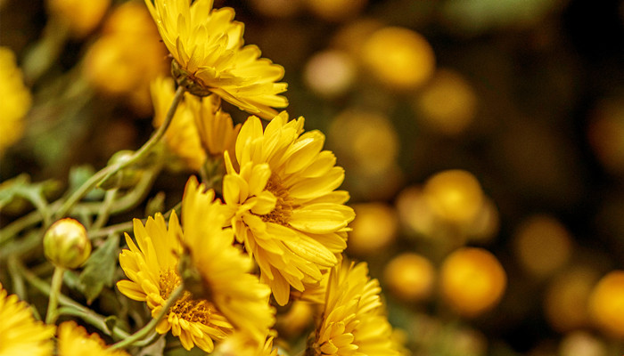 梦见给死人拿菊花