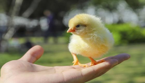 梦见买小鸡仔是什么意思