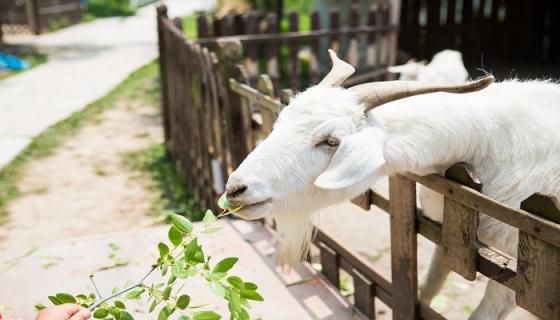 吉祥如意开过什么生肖