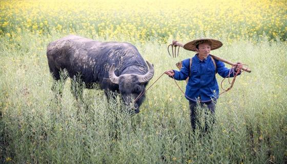 功高劳苦代表哪一只生肖