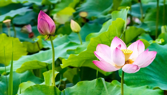 梦到荷花是什么意思是什么