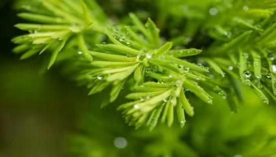 梦见在雨中走路是什么意思