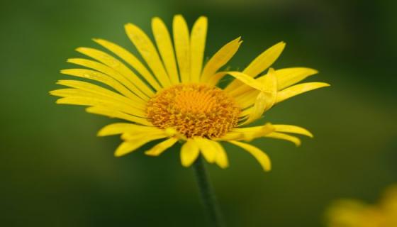 梦见黄菊花什么意思 梦见黄菊花预示什么