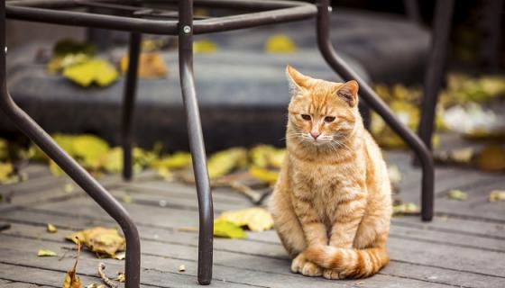 梦见黄猫是什么意思 梦见黄猫有什么预兆