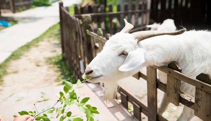 梦见成群羊什么意思 梦见成群羊预示什么