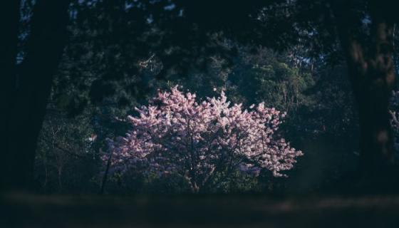 梦见树上开花是什么意思 梦见树上开花有什么预兆