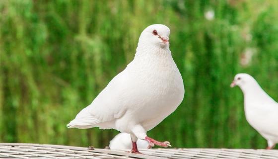 梦到好多鸽子什么预兆