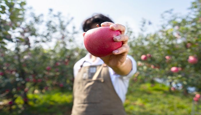 梦见种果树是什么意思 梦见种果树有什么预兆