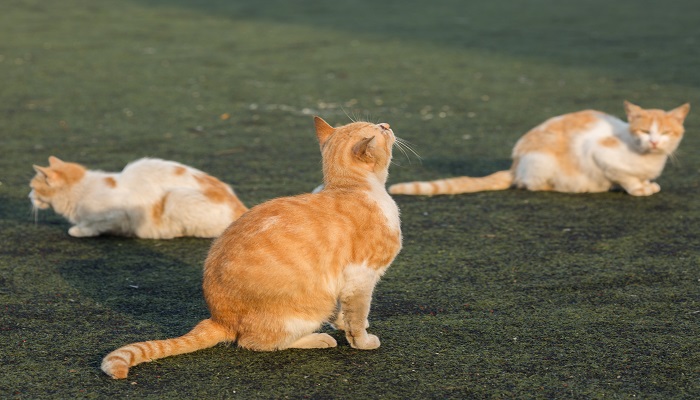 梦见黄猫是什么意思 梦见黄猫有什么预兆