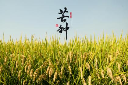 2023年兔年芒种是哪天？芒种的气候现象是什么？