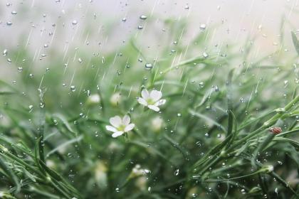 雨水节气出生的生肖属鼠人命理解析