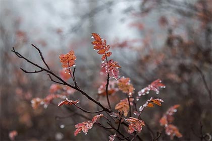 什么样的日柱是日柱带桃花 日柱带桃花好吗