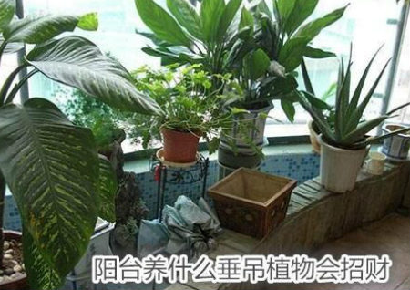 阳台养什么垂吊植物会招财