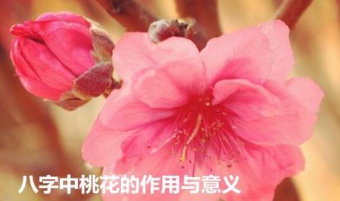 八字中桃花的作用与意义