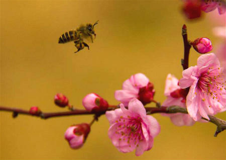 怎样可以招桃花运