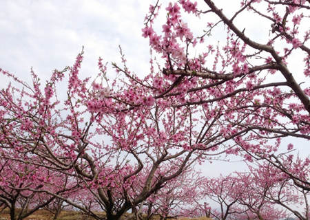 八字咸池桃花特点