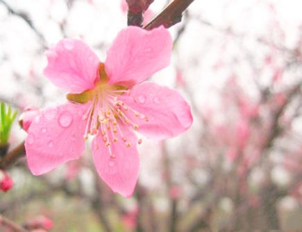 怎么增加桃花运风水