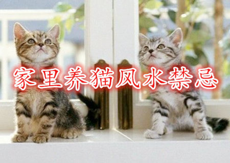 家里养猫风水禁忌