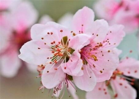 阻碍桃花运的风水