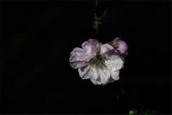 容易引来烂桃花卧室风水布局