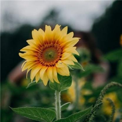 梦见无花果开花是什么意思